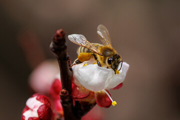 Tüchtige Biene