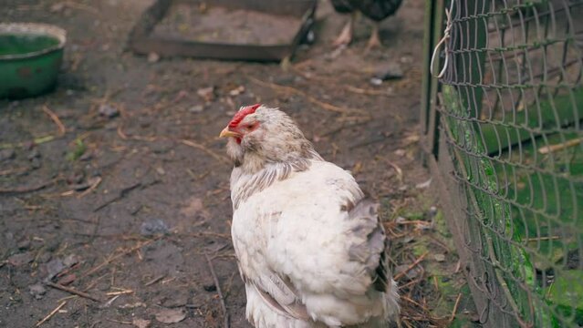 Old white chicken faverolles on the range, close-up. Slow motion, smooth camera movement