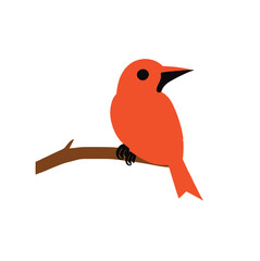 red cardinal bird