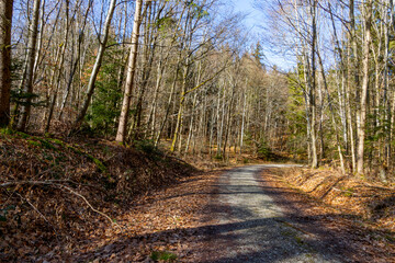 Forest path in winter on a sunny day