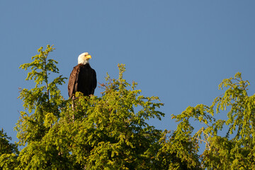 bald eagle on a tree
