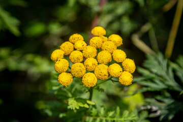 A vibrant yellow tansy plant in the Sussex countryside, with a shallow depth of field