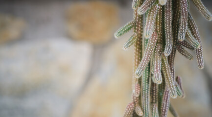 Cactus close up with copy space, trendy background with cactus on natural stone wall background, home and loft space decor