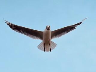 seagull in flight