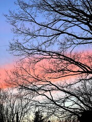 silhouette of a tree