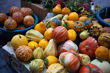 Small pumpkins, melons and pepper on a street market. Queen Anne's Pocket Melon. Still life