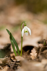 One blooming snowdrop in the forest. Snowdrop. First flowers. Delicate spring flowers.