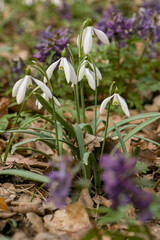 Snowdrops. First flowers. Delicate spring flowers. Blooming snowdrops in the forest