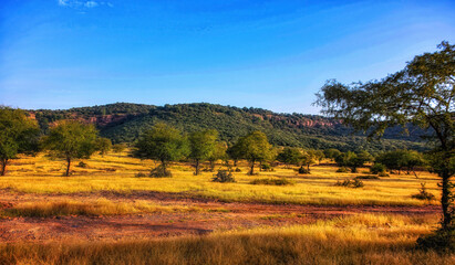 Landscape View of Ranthambhore Park  in Rajasthan, India