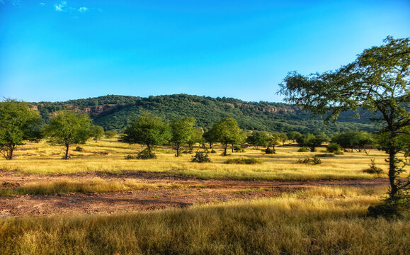 Landscape View of Ranthambhore Park  in Rajasthan, India