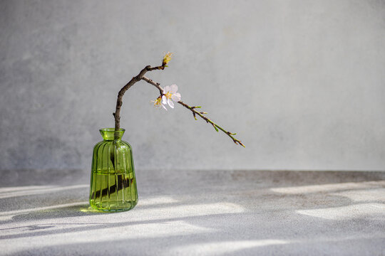 Spring blooming almond tree twig with flower