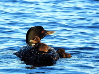 Family of loons on the lake