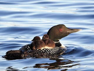 Family of loons on the lake
