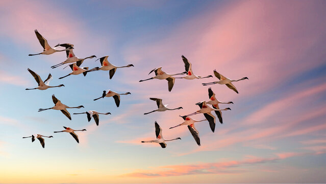 Flock of pink flamingos flying in Namibia, beautiful birds
