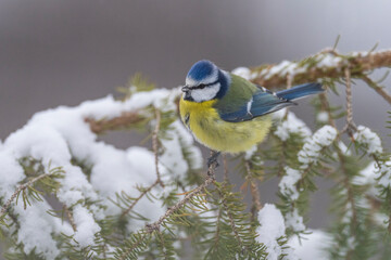 Obraz premium Blue tit on a branch