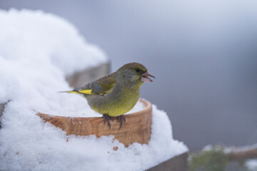 Greenfinch in the snow