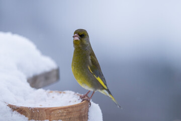bird in snow