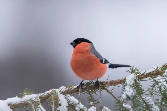 Eurasien bullfinch (Pyrrhula pyrrhula)