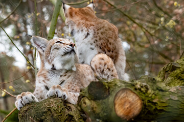 beautiful young european lynx close up