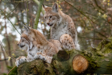 beautiful young european lynx close up