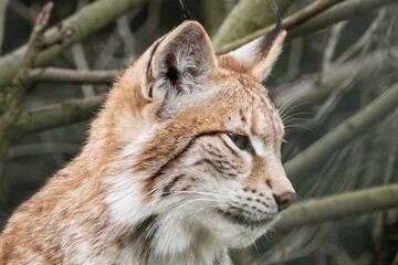 beautiful young european lynx close up