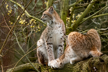 Naklejka na ściany i meble beautiful young european lynx close up