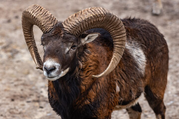 close up of a mountain goat