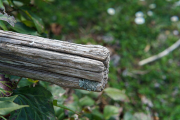 fence and grass