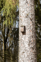 tree with nest box in park
