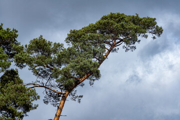 tree in the sky