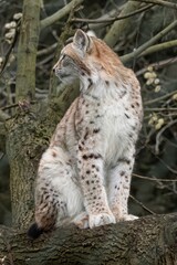 Naklejka na ściany i meble beautiful young european lynx close up