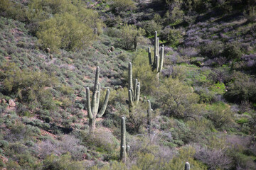 cactus in the desert