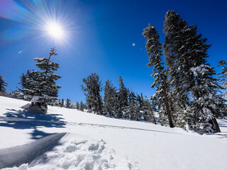 Snowy Lake Tahoe Landscape - Sunlit Trees and Smooth Snow
