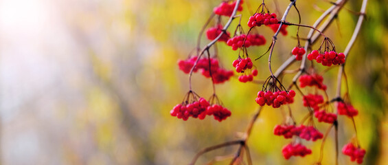 Viburnum branch with red berries on a blurred background in autumn, copy space