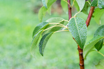 Green pear leaves with raindrops in the garden on a tree