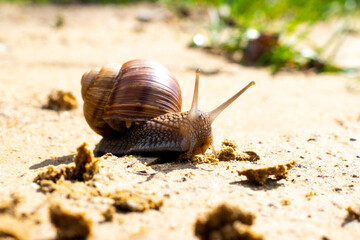 Brown garden snail (Helix aspersa) сreeps on the sand