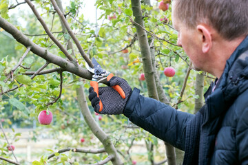 A gardener in an autumn garden cuts tree branches with secateurs