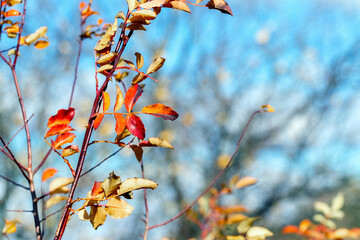 A tree branch with colorful autumn leaves against a blue sky in sunny weather