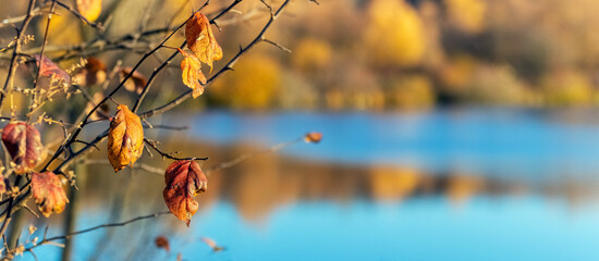 A tree branch with dry leaves by the river on a sunny day in autumn