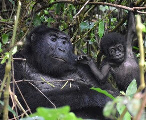 Mother and baby gorilla