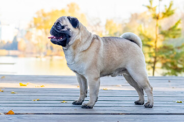 Pug dog in the park near the lake on a wooden platform in sunny weather