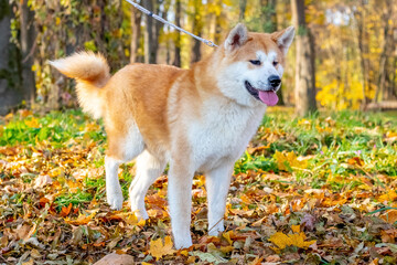 Akita dog on a leash during a walk in an autumn park