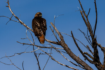 Red-tail hawk