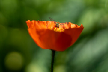 Pszczoła zbiera nektar z kwiatu makowego - obrazy, fototapety, plakaty