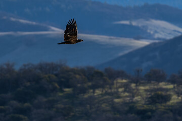 Golden eagle flying in flight