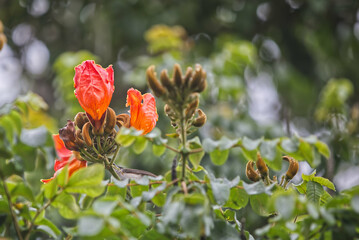 Mauritius , Blumen , nach dem Regen 