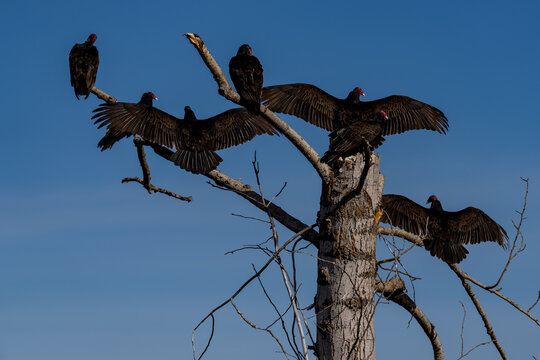 Turkey vultures drying their wings