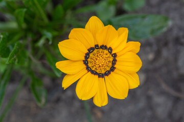 Blossom gazania flower on a summer sunny day macro photography. Daisy flower with yellow petals in summertime, close-up photo. 