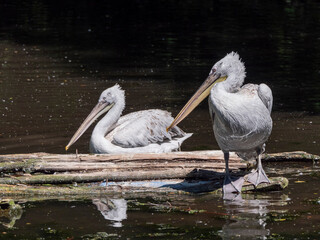 White Pelican Pelecanus onocrotalus also known as the Eastern White Pelican