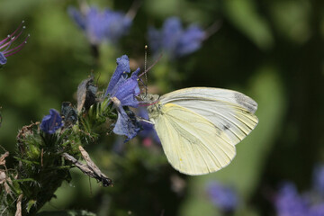 Piéride de l'ibéride (Pieris mannii)